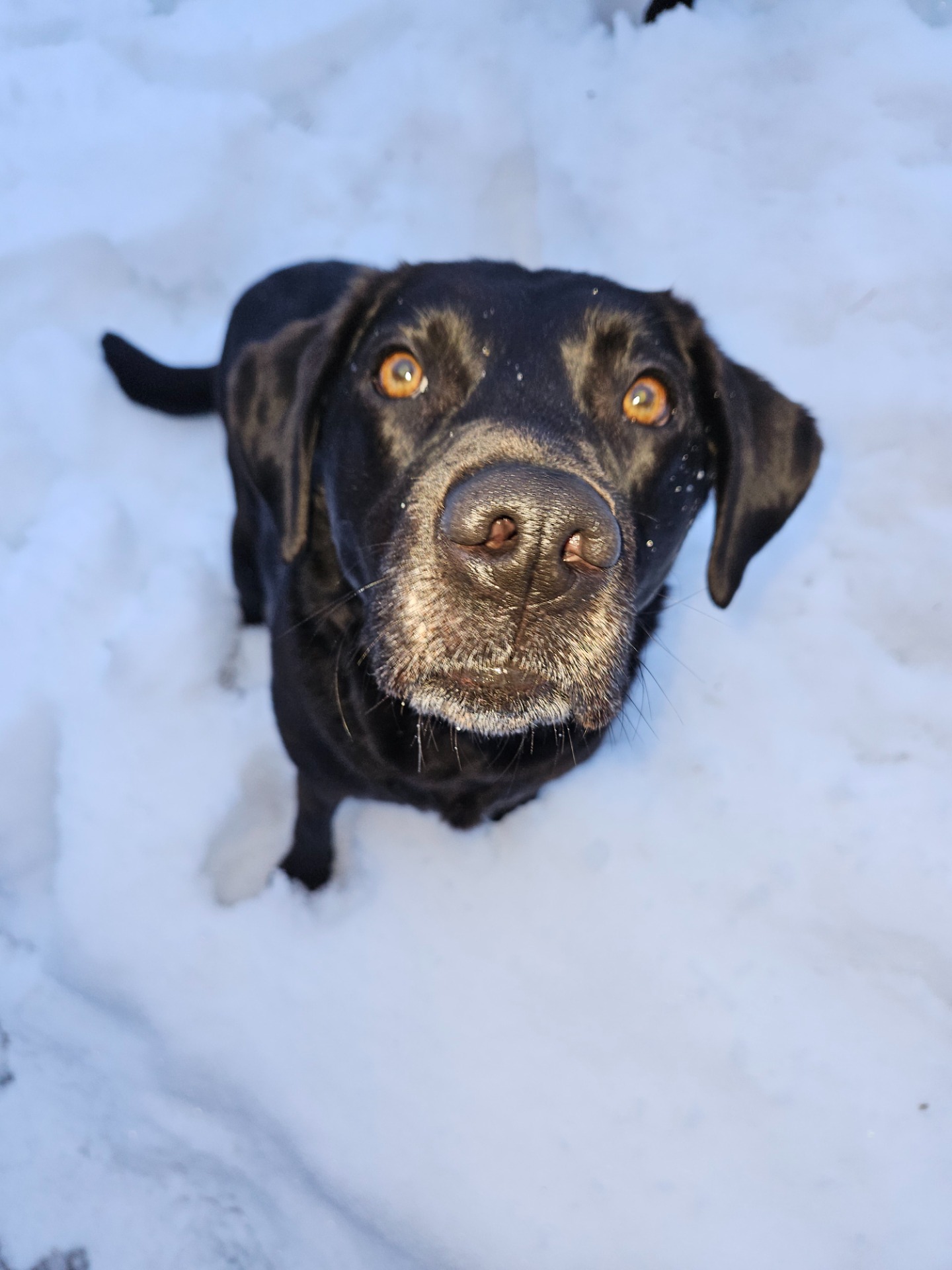 Allihuupan Silver Hawk "Alma"