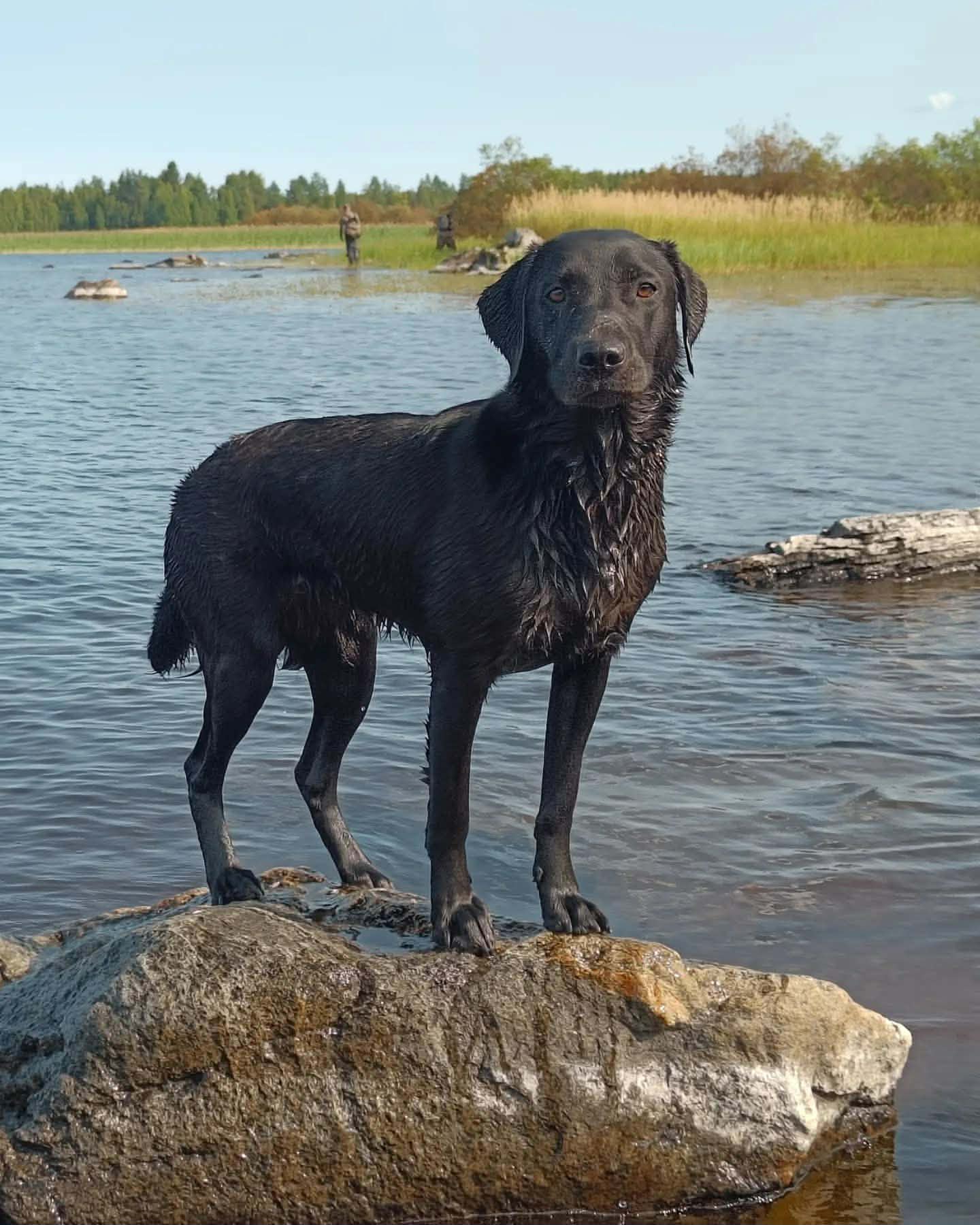 Allihuupan Pepino "Ruuti"