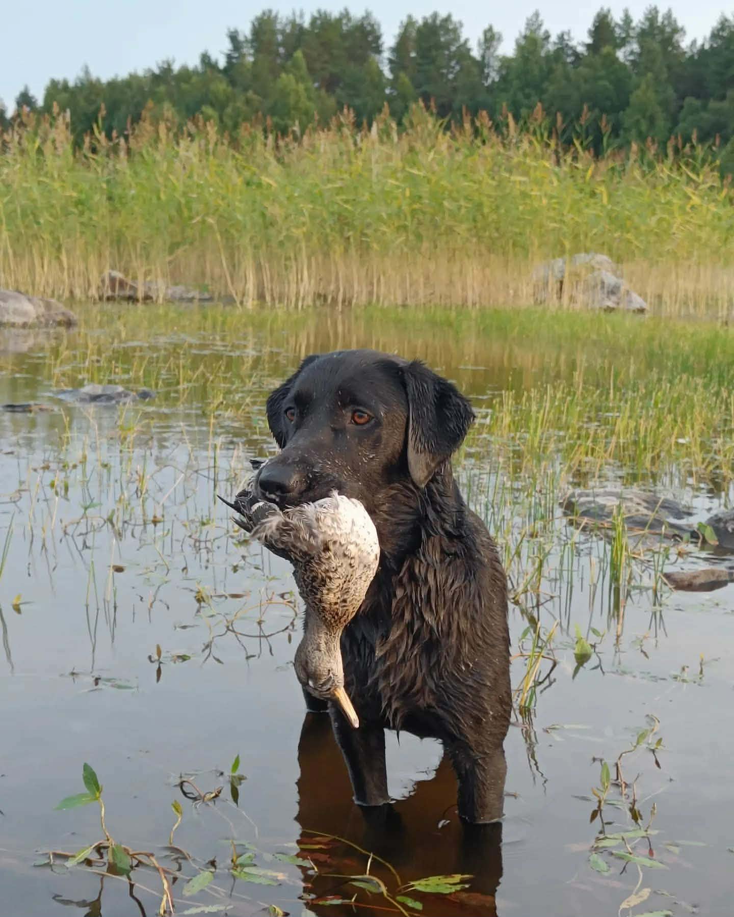 Allihuupan Pepino "Ruuti"