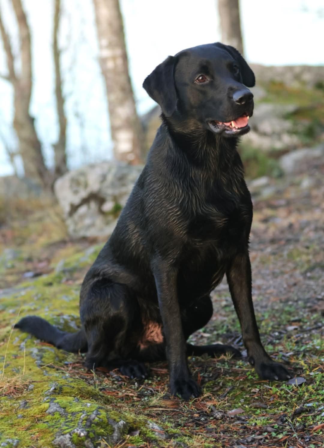 Misty Bay's Black Storm "Myrsky"