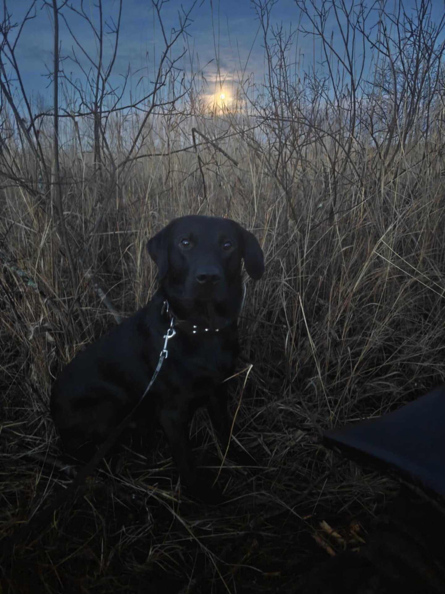 Misty Bay's Black Storm "Myrsky"