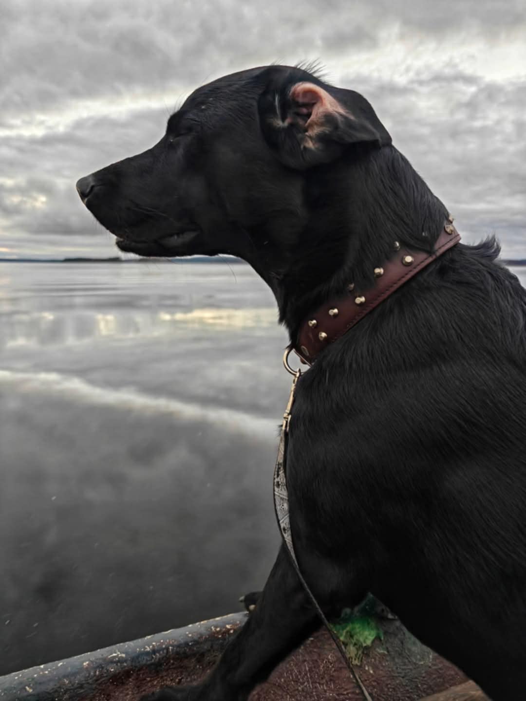 Misty Bay's Black Storm "Myrsky"