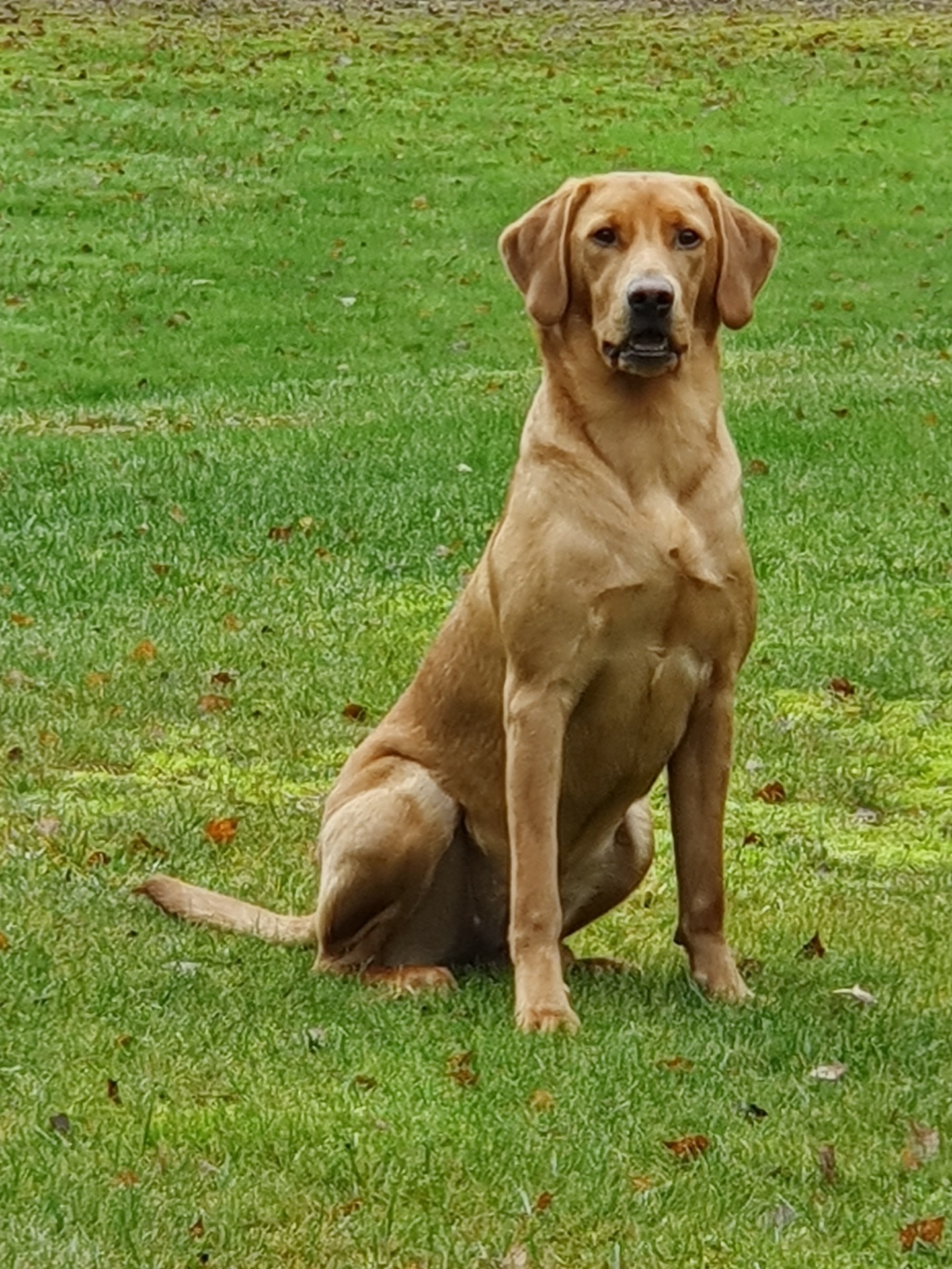 Laava