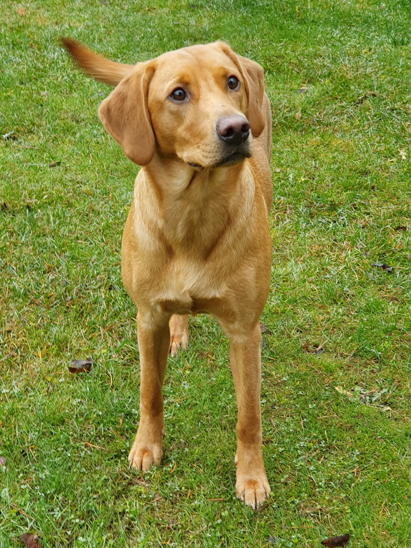 Laava