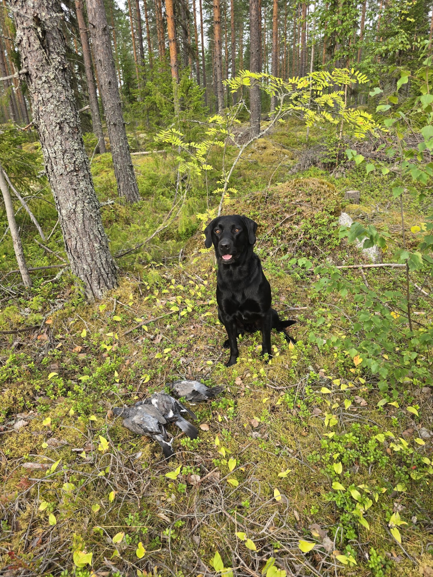 Piki